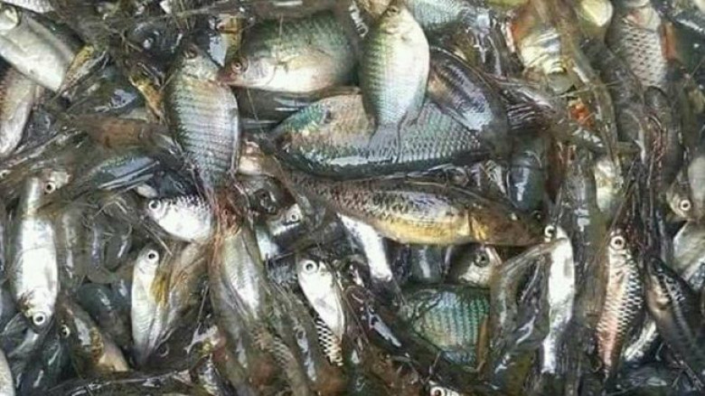 প্রধান উপদেষ্টা পদত্যাগ করবেন না: ফাইজ তাইয়েব আহমেদ