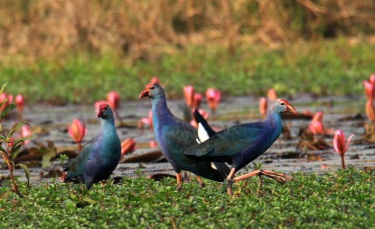 প্রধান উপদেষ্টা পদত্যাগ করবেন না: ফাইজ তাইয়েব আহমেদ