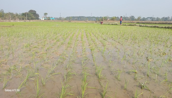 প্রধান উপদেষ্টা পদত্যাগ করবেন না: ফাইজ তাইয়েব আহমেদ