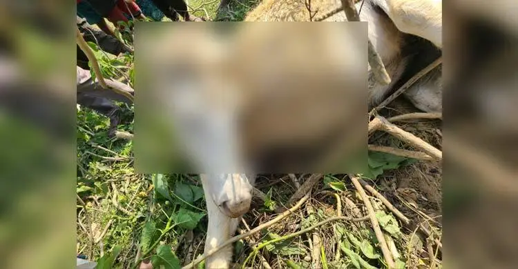 প্রধান উপদেষ্টা পদত্যাগ করবেন না: ফাইজ তাইয়েব আহমেদ