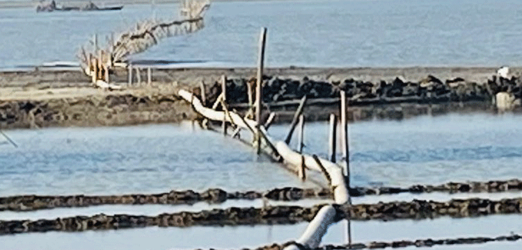 প্রধান উপদেষ্টা পদত্যাগ করবেন না: ফাইজ তাইয়েব আহমেদ