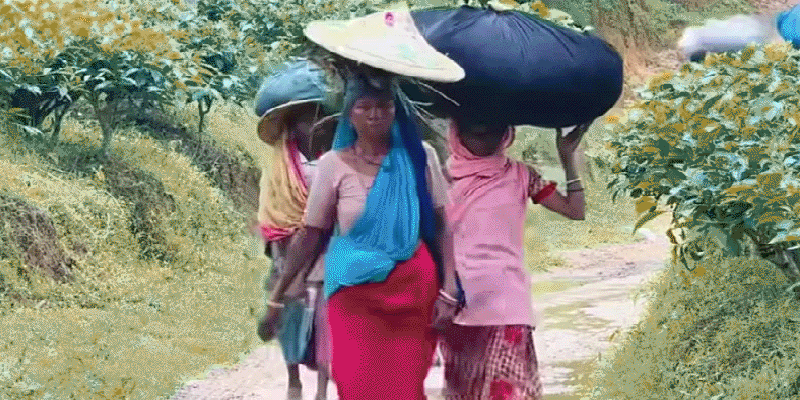 প্রধান উপদেষ্টা পদত্যাগ করবেন না: ফাইজ তাইয়েব আহমেদ
