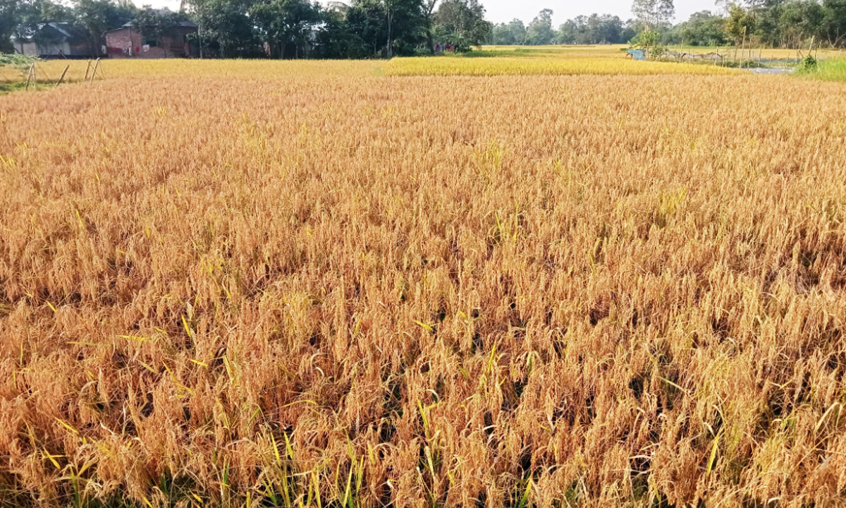 প্রধান উপদেষ্টা পদত্যাগ করবেন না: ফাইজ তাইয়েব আহমেদ