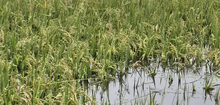 প্রধান উপদেষ্টা পদত্যাগ করবেন না: ফাইজ তাইয়েব আহমেদ
