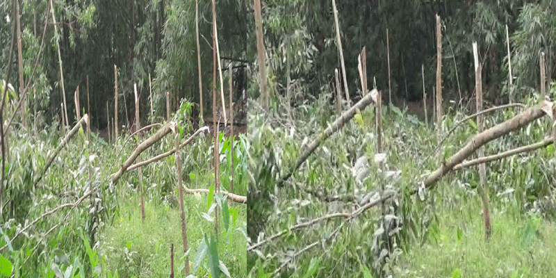 প্রধান উপদেষ্টা পদত্যাগ করবেন না: ফাইজ তাইয়েব আহমেদ