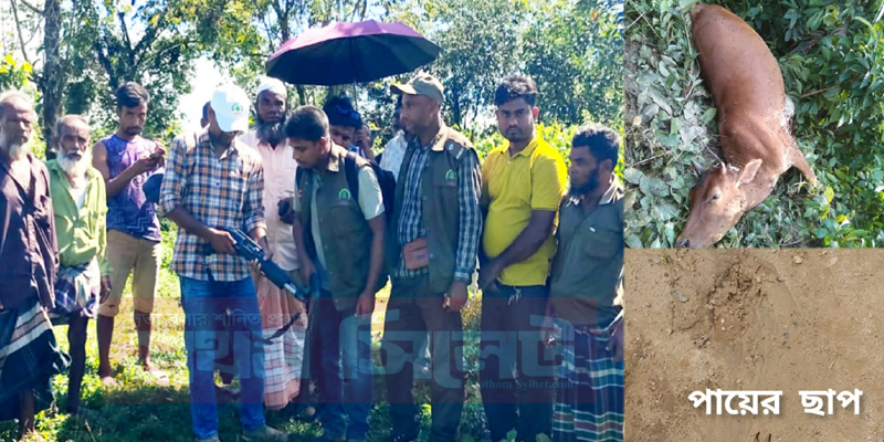 প্রধান উপদেষ্টা পদত্যাগ করবেন না: ফাইজ তাইয়েব আহমেদ