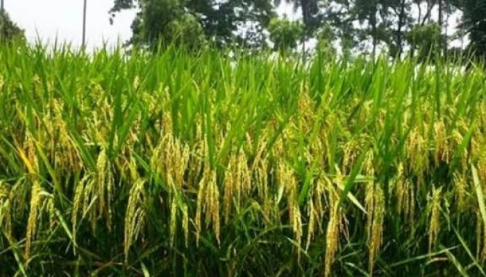 প্রধান উপদেষ্টা পদত্যাগ করবেন না: ফাইজ তাইয়েব আহমেদ