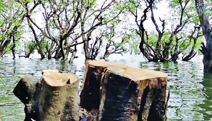 প্রধান উপদেষ্টা পদত্যাগ করবেন না: ফাইজ তাইয়েব আহমেদ