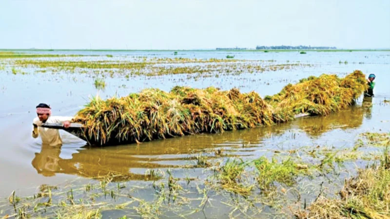 প্রধান উপদেষ্টা পদত্যাগ করবেন না: ফাইজ তাইয়েব আহমেদ