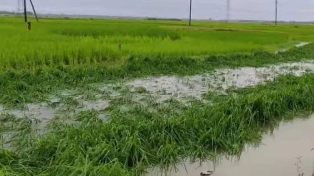 প্রধান উপদেষ্টা পদত্যাগ করবেন না: ফাইজ তাইয়েব আহমেদ