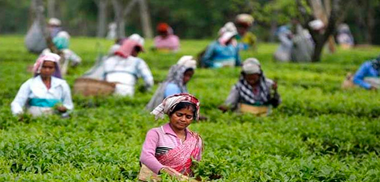 প্রধান উপদেষ্টা পদত্যাগ করবেন না: ফাইজ তাইয়েব আহমেদ