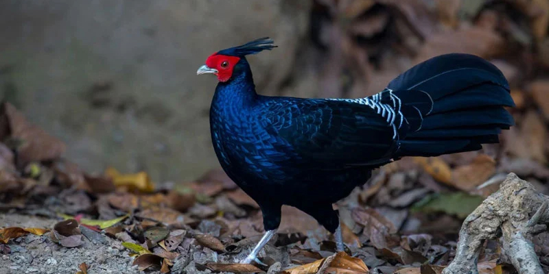 প্রধান উপদেষ্টা পদত্যাগ করবেন না: ফাইজ তাইয়েব আহমেদ
