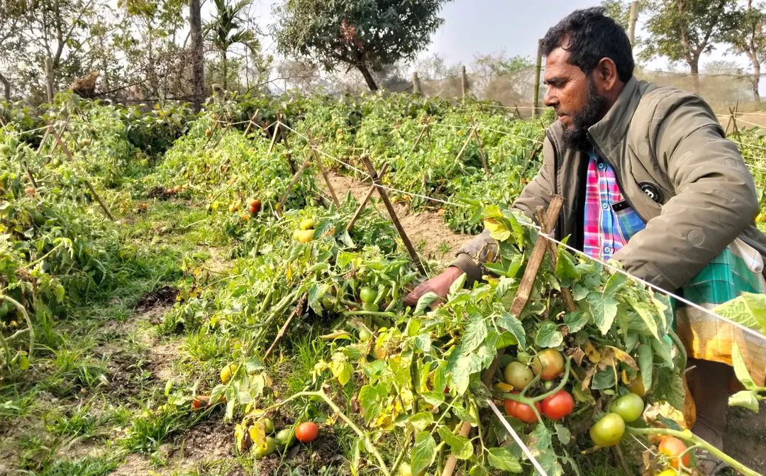 প্রধান উপদেষ্টা পদত্যাগ করবেন না: ফাইজ তাইয়েব আহমেদ