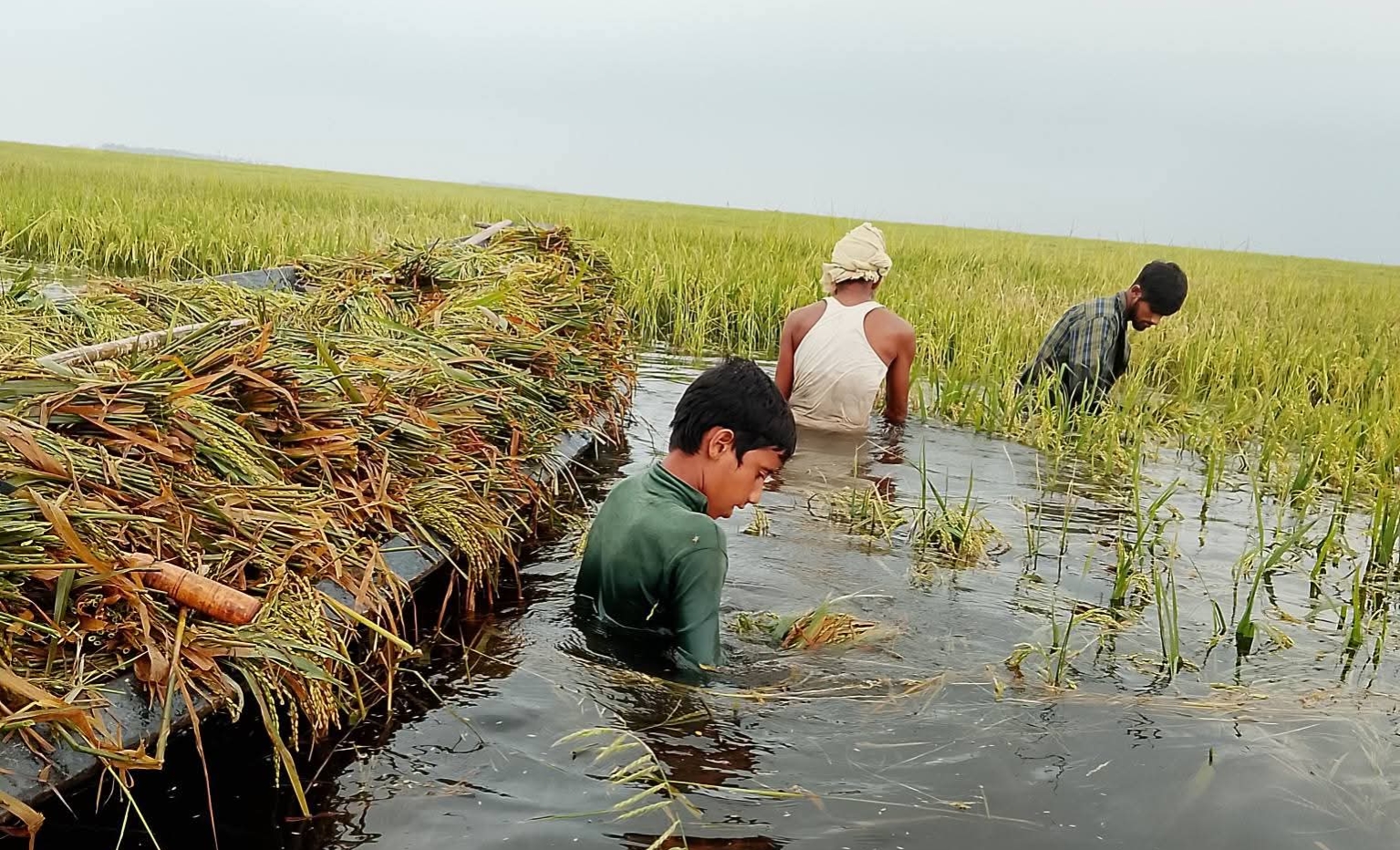 প্রধান উপদেষ্টা পদত্যাগ করবেন না: ফাইজ তাইয়েব আহমেদ