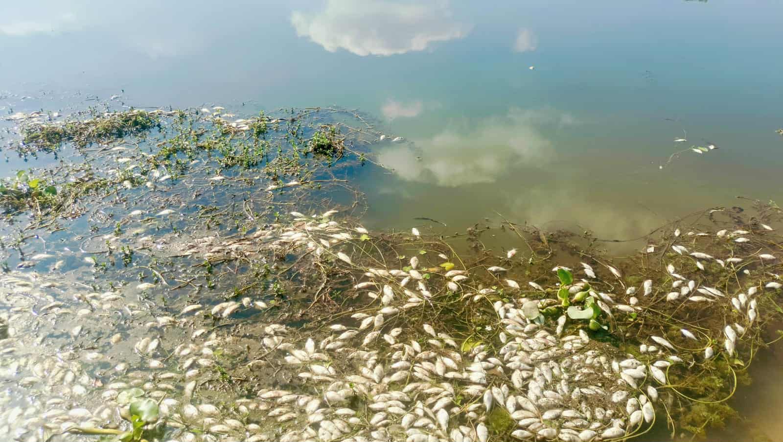 প্রধান উপদেষ্টা পদত্যাগ করবেন না: ফাইজ তাইয়েব আহমেদ
