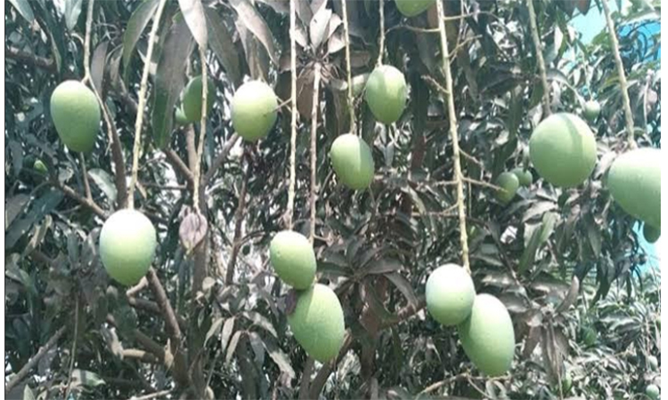 প্রধান উপদেষ্টা পদত্যাগ করবেন না: ফাইজ তাইয়েব আহমেদ