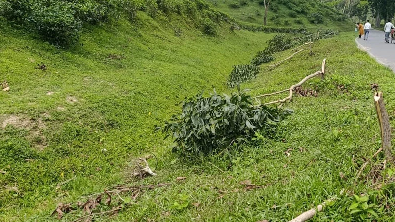 প্রধান উপদেষ্টা পদত্যাগ করবেন না: ফাইজ তাইয়েব আহমেদ