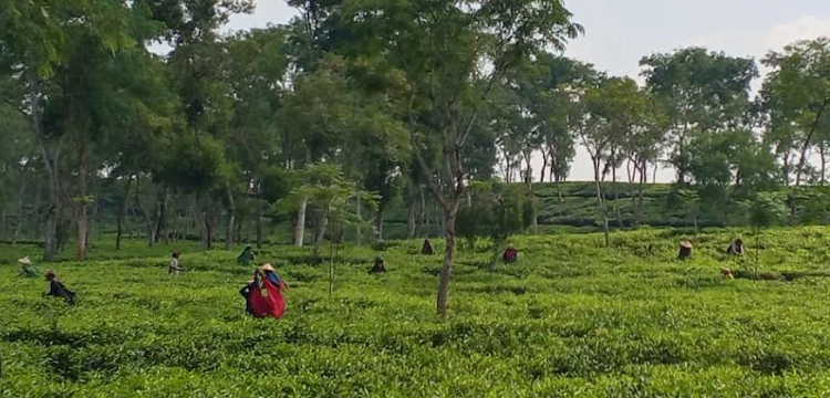 প্রধান উপদেষ্টা পদত্যাগ করবেন না: ফাইজ তাইয়েব আহমেদ