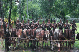 মধ্যনগর সীমান্তে ভারতীয় গরু আটক