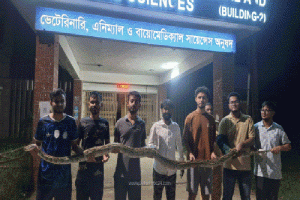 সিকৃবি সংলগ্ন এলাকায় ১২ ফুট লম্বা অজগর উদ্ধার
