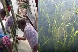 বানিয়াচংয়ে নদীর পানি ঢুকে তলিয়ে গেছে ২ হাজার বিঘা ধান