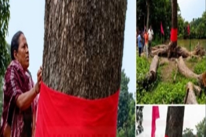 কেটে ফেলা গাছ যখন ‘উঠে দাঁড়াল’!