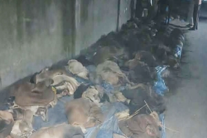 মৌলভীবাজারে কোরবানির চামড়া বিক্রি হচ্ছে পানির দরে