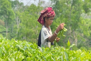 কোটি কোটি টাকার জাতীয় বাজেটেও ভাগ্য বদলায় না চা শ্রমিকদের