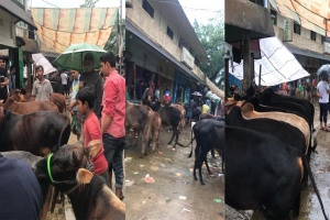 ছাতকে পশুর হাট নিয়ে সিন্ডিকেট: কোটি টাকার রাজস্ব হারাচ্ছে সরকার