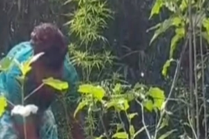 সুনামগঞ্জে নিষিদ্ধ গাঁজার গাছসহ চাষী গ্রেফতার, মামলা দায়েরের প্রস্তুতি