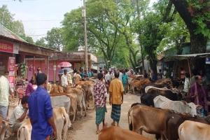 সুনামগঞ্জ সীমান্তে সরকারি নিষেধাজ্ঞা উপেক্ষা করে পশুর হাট