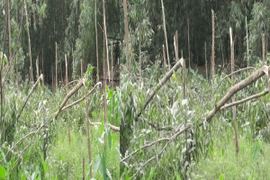 কুলাউড়ায় প্রতিপক্ষের  দু’শতাধিক গাছ কাটার অভিযোগ