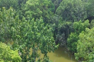 হবিগঞ্জে বনরক্ষীদের সঙ্গে গাছ চোরদের গোলাগুলি