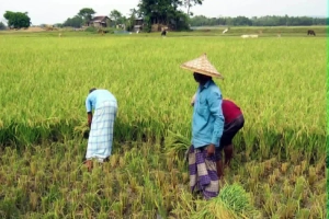 মৌলভীবাজারে ধানের ন্যায্যমূল্য নিয়ে শঙ্কা