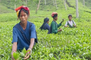 শ্রীমঙ্গল ও কমলগঞ্জে আগাম বৃষ্টিতে চা বাগানে নতুন প্রাণের সঞ্চার