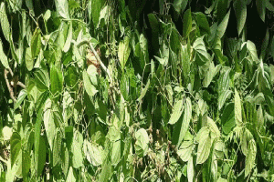 জাফলংয়ে ঘৃন্য শত্রুতার বলি ২ হাজার লতানো পান গাছ