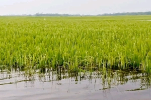 অকাল বৃষ্টি ও জলাবদ্ধতায় ধান কাটা নিয়ে দিশেহারা সুনামগঞ্জের কৃষকরা