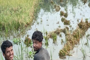 দুর্যোগের আশঙ্কায় দোয়ারাবাজারে দ্রুত ধান কাটার নির্দেশনা