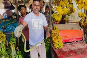 শ্রীমঙ্গলের কলার দোকান থেকে বিরল সবুজ ফণিমনসা সাপ উদ্ধার