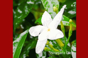 তবুও, হাসি পুষ্পের হাসি!