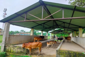দোয়ারাবাজারে কোটি টাকার মার্কেট এখন গরু-ছাগলের অবাধ বিচরণক্ষেত্র