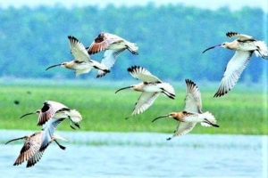 ​অতিথি পাখির কলরবহীন টাঙ্গুয়ার হাওর: বিপন্ন জীববৈচিত্র্য, কমছে পর্যটক