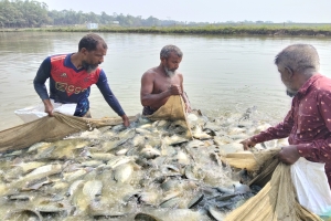 দোয়ারাবাজারে ১৪০ টাকা কেজি দামে বিক্রি হচ্ছে তেলাপিয়া মাছ