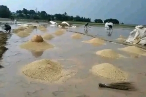 ধান খলায় তুলেও রক্ষা হলো না: শাল্লার হাওরে কৃষকের স্বপ্ন ডুবলো পানিতে
