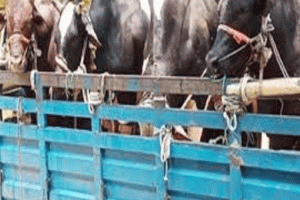 শায়েস্তাগঞ্জে পিকআপসহ ব্যবসায়ীর ৭টি ষাড় গরু ছিনতাই