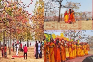 তাহিরপুরে লাল শিমুলের ছায়াতলে বসন্তের ছোঁয়া
