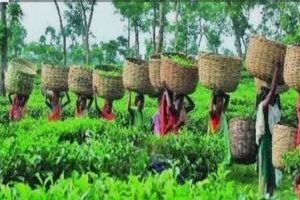 ঘামে ভেজা সবুজ পাতা আর চা শ্রমিকদের অন্তহীন লড়াই