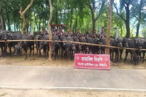 সিলেটে বিজিবির অভিযানে কোটি টাকার চোরাচালানী মালামাল জব্দ
