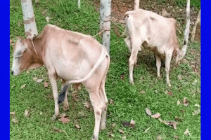 বড়লেখায় ভারতীয় ২ ষাঁড় বাছুর উদ্ধার, চোরাকারবারিদের পলায়ন