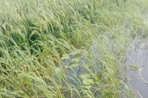মৌলভীবাজারের দুই হাওরে ৫০০ বিঘা ধান পানির নিচে